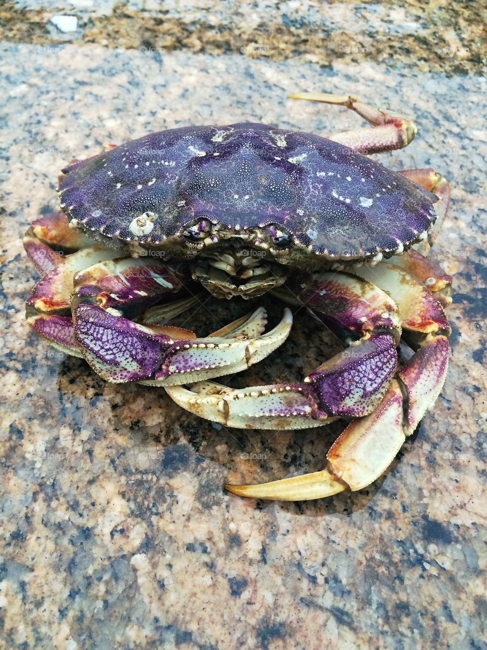 Crab