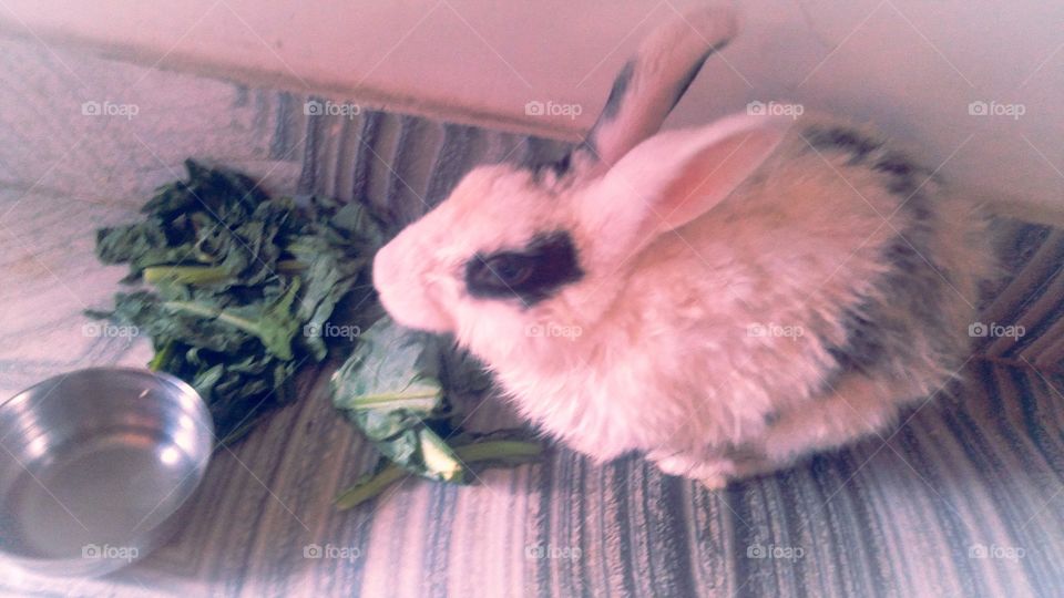 Rabbit Uttar Pradesh India Varanasi Chandauli