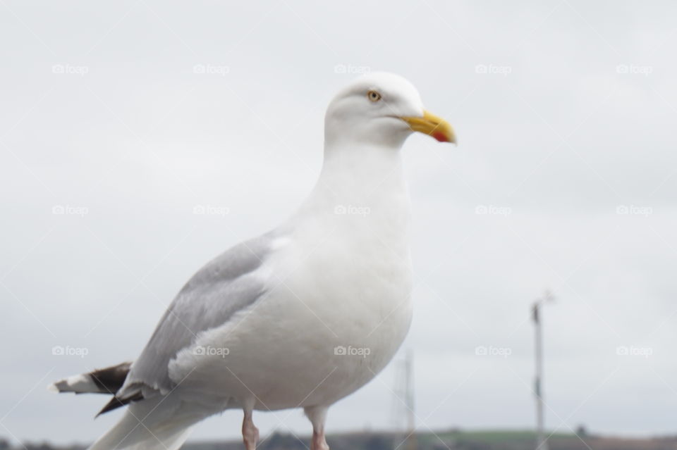 Gull at St Ives