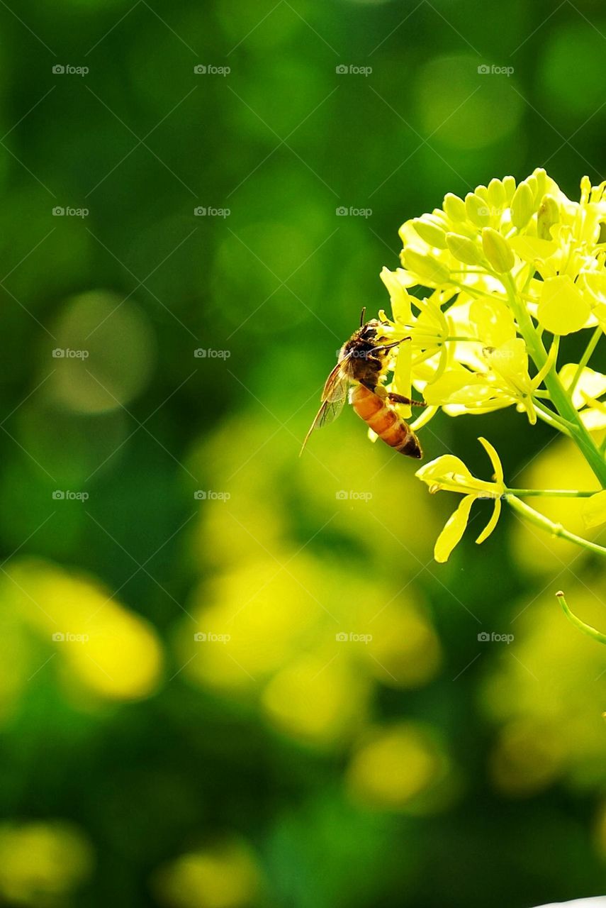Bee