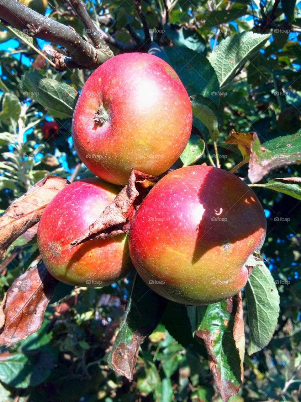 Apples ready for picking