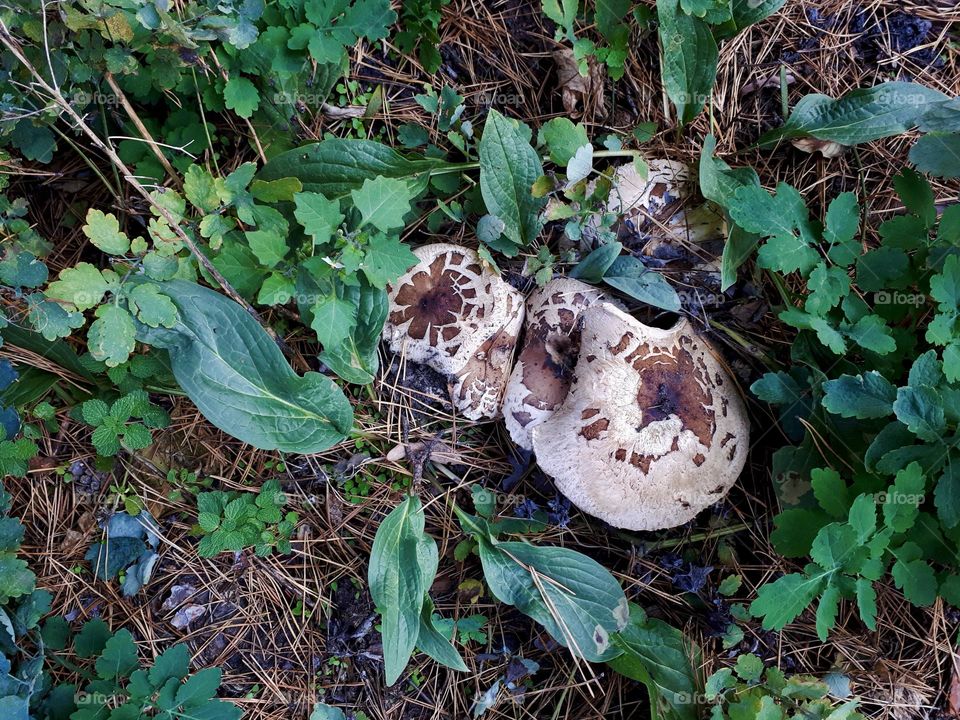 Mushrooms in the forest, top view 