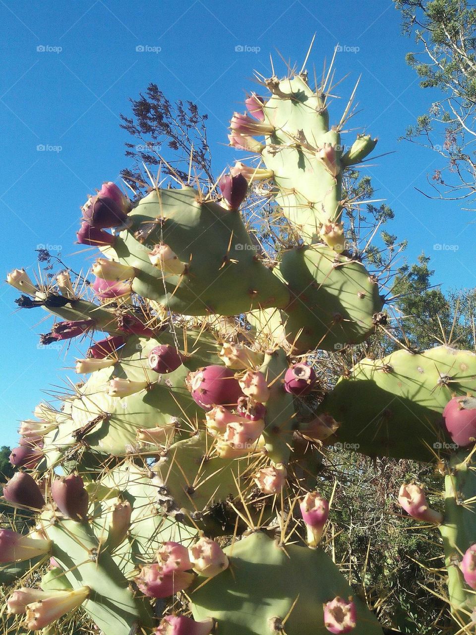 Cactus plant spines