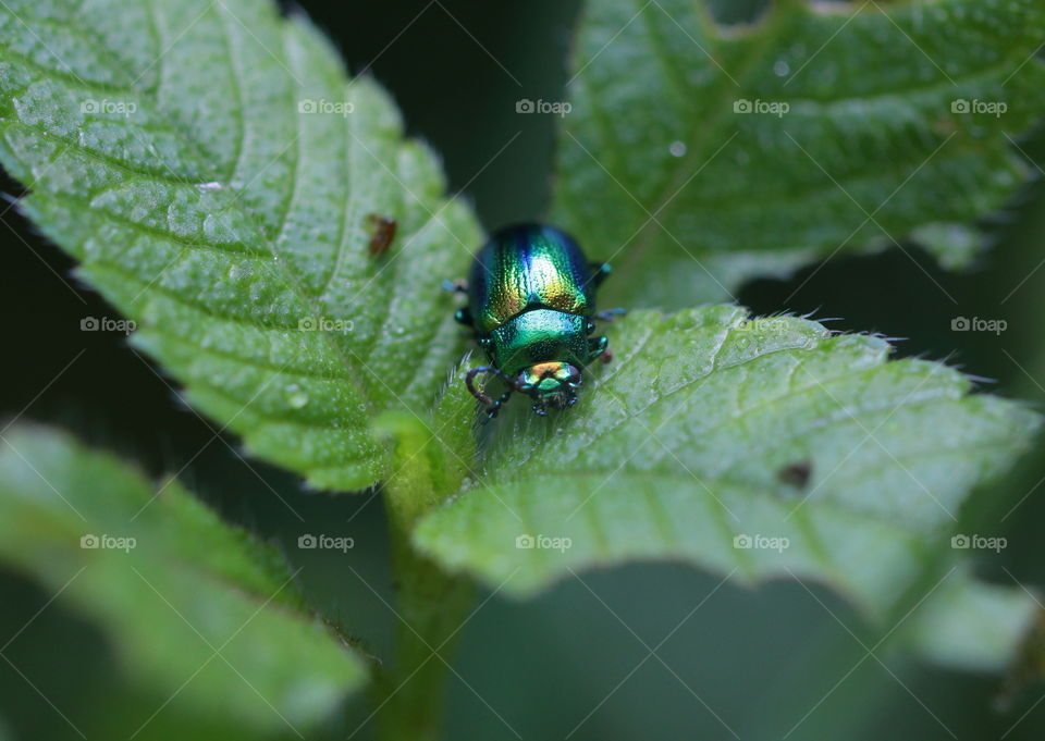 Beetle On Leaf