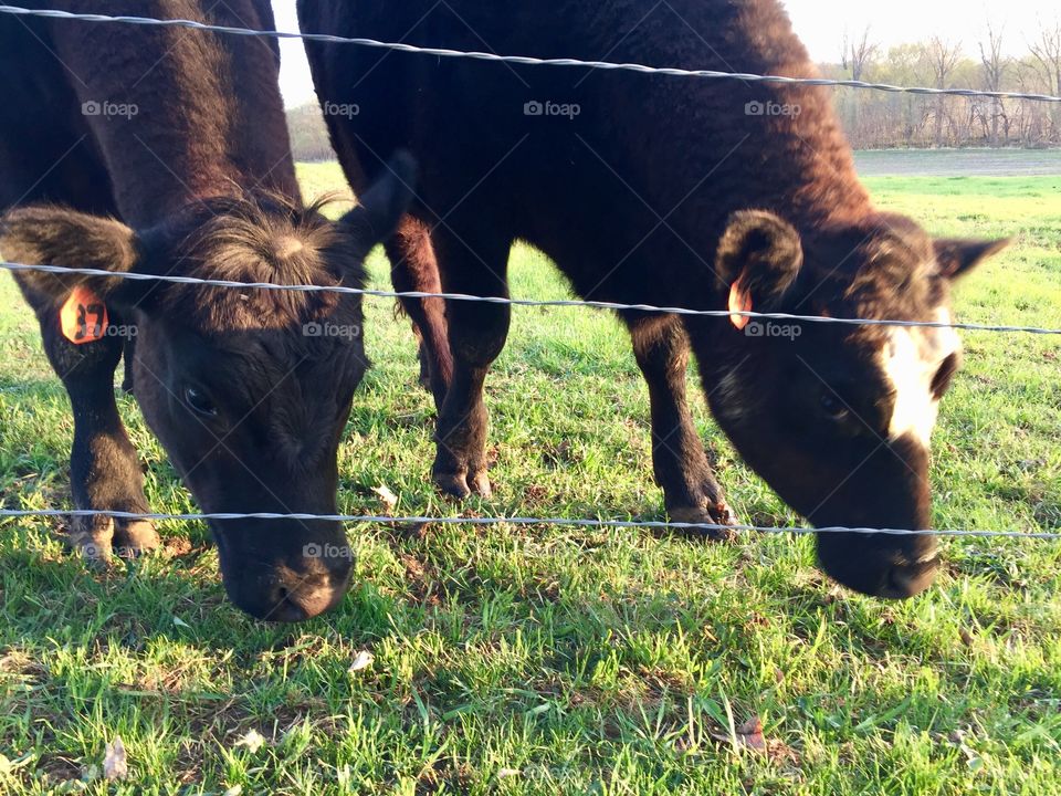 Two steers grazing by a wire fence in a grassy pasture on a bright spring morning