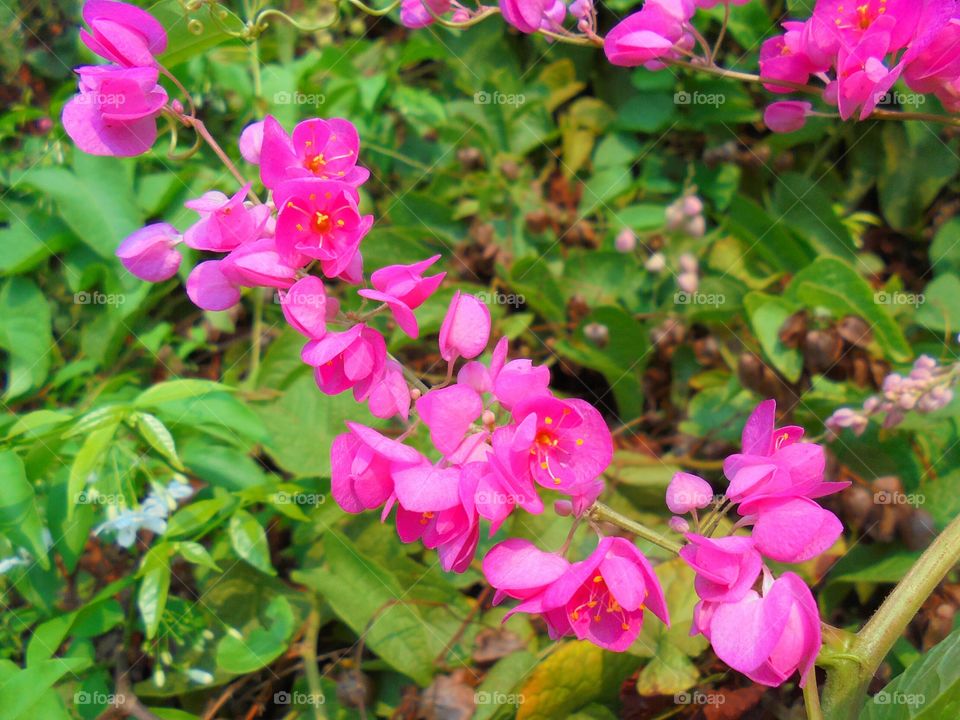 Pink Vine flower
