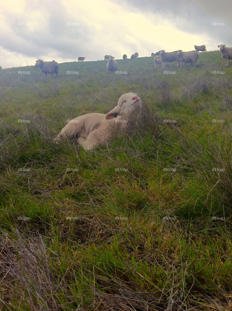 Lamb napping in the grass