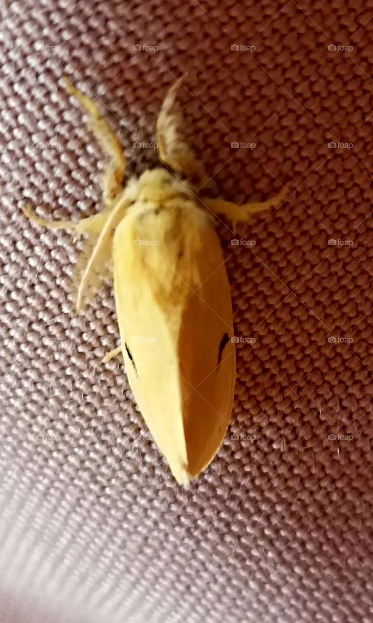 four spoted footman