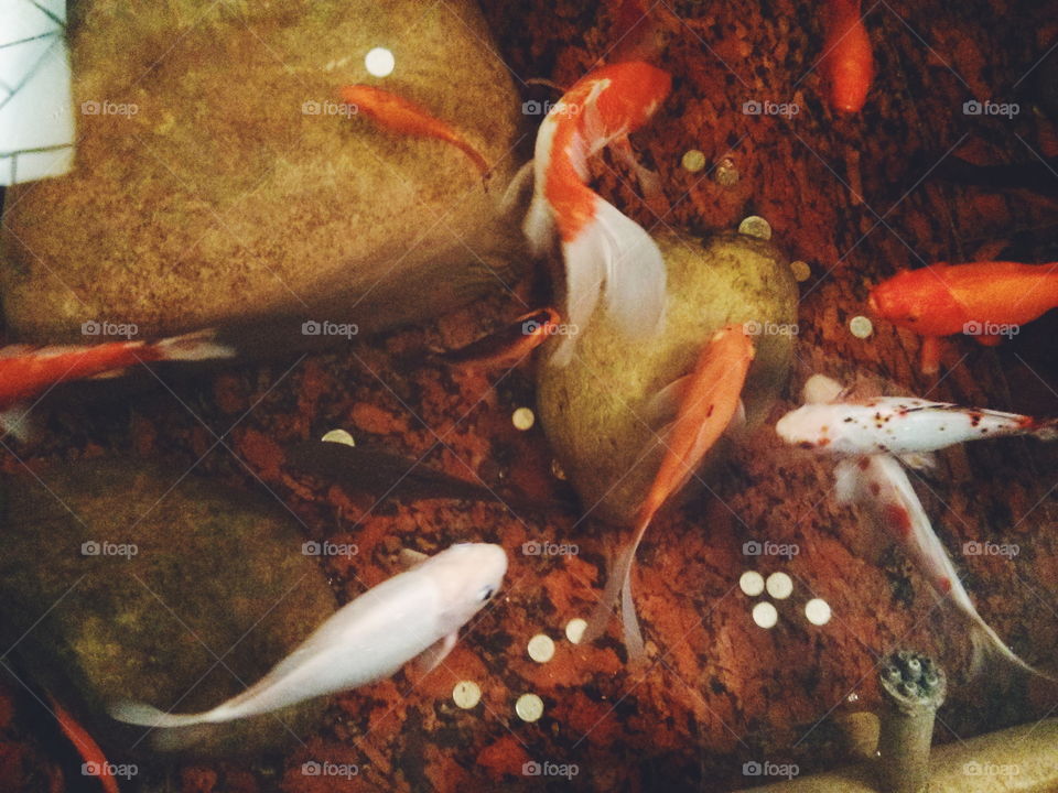 Golden fish. Golden fish in aquarium