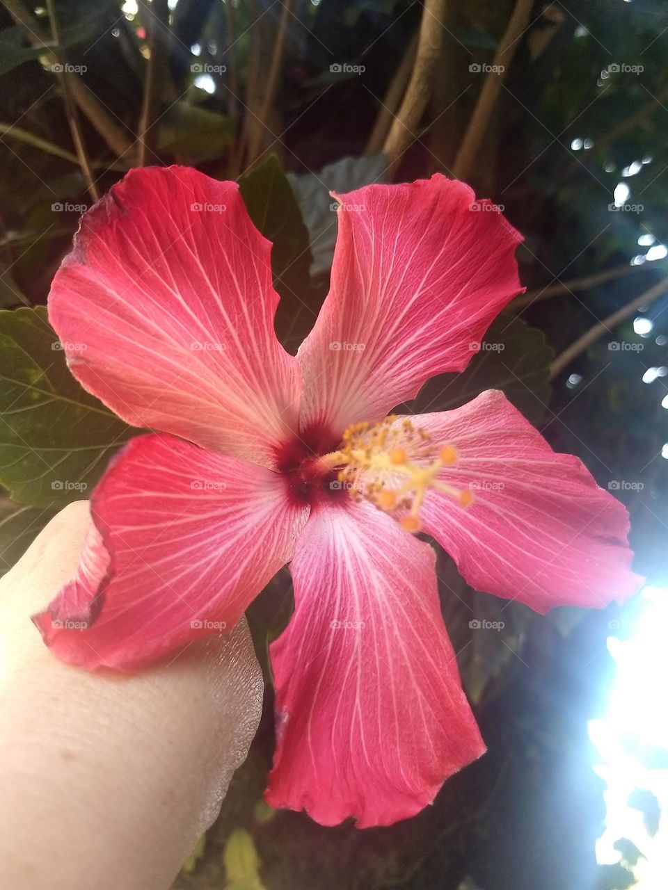 red hibiscus