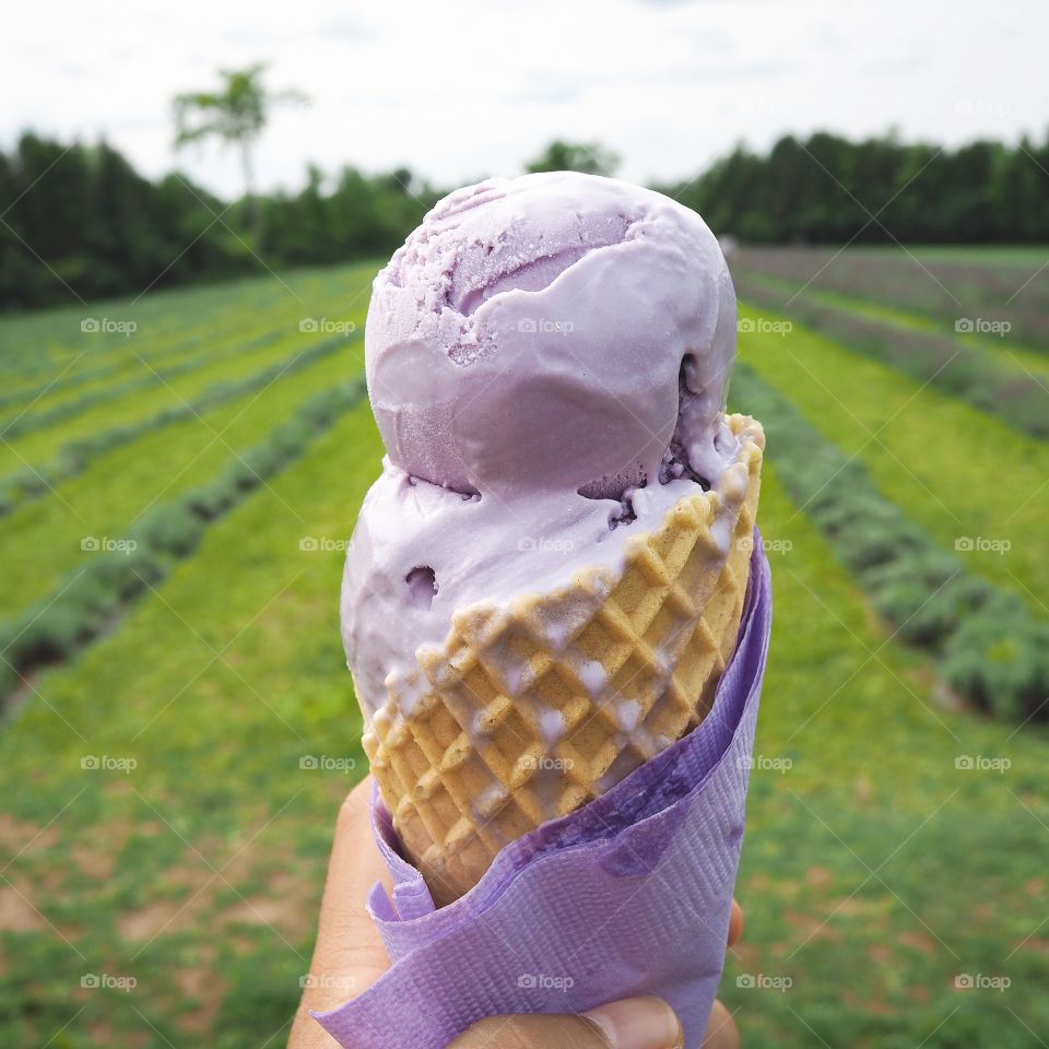 lavender ice cream in a lavender field