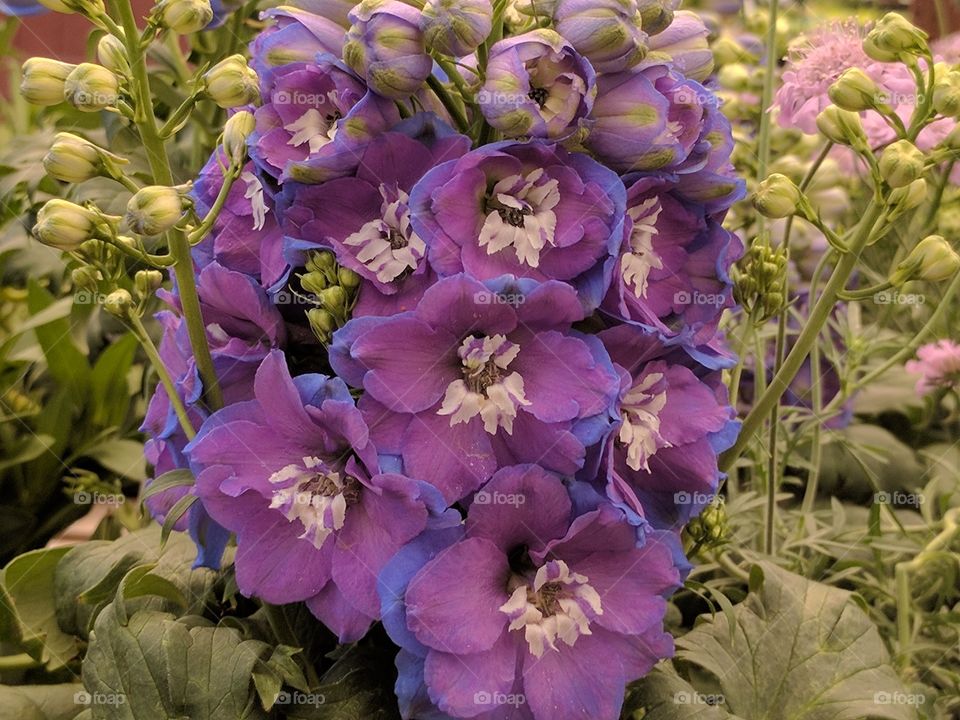 purple flower tower