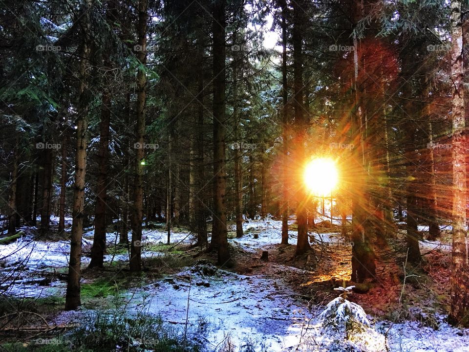 Sunlight passing through tree trunk