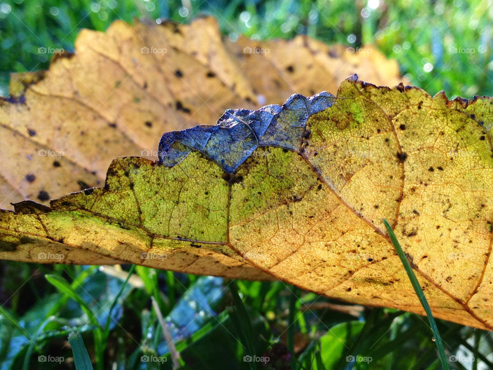 green yellow nature blue by cabday