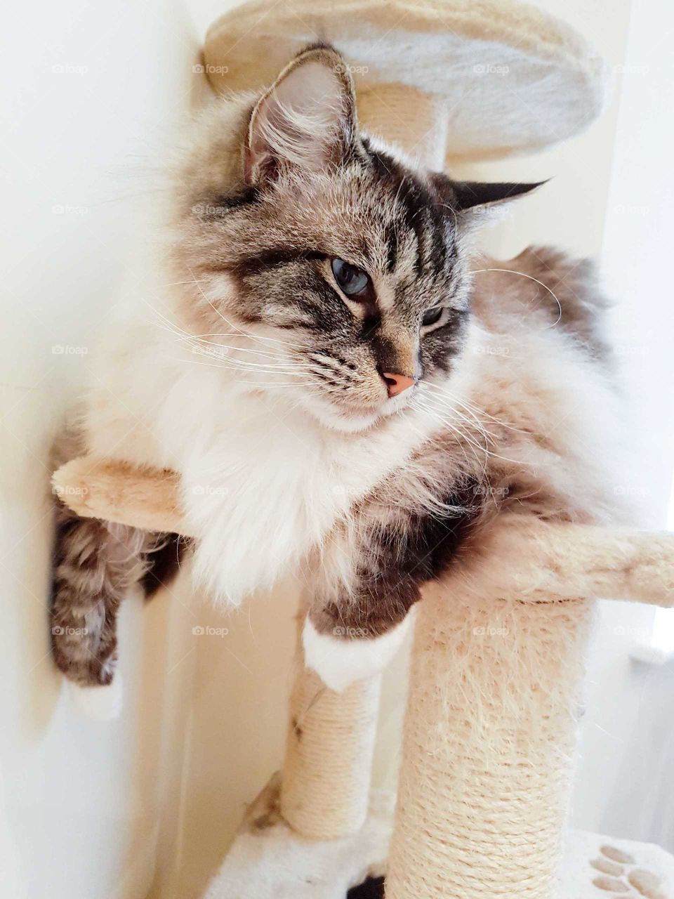 fluffy longhaired Ragdoll cat relaxing on a cat tree scratch post.
