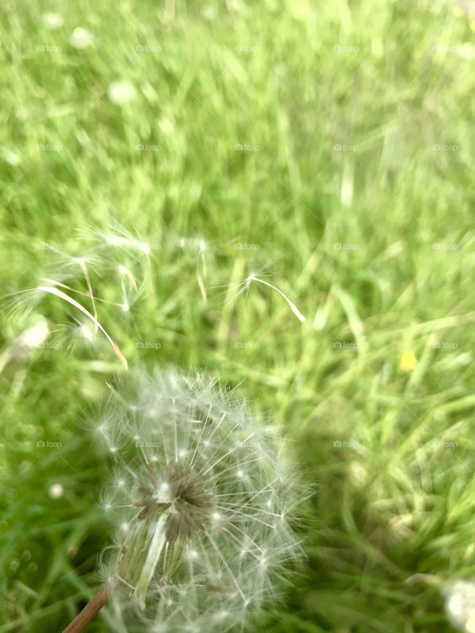 Dandelion and wind 