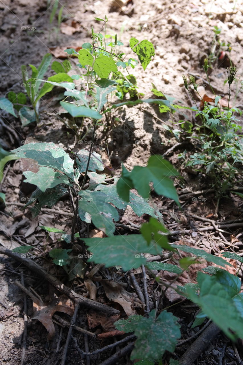 green plant on a sunlight speckled forest floor