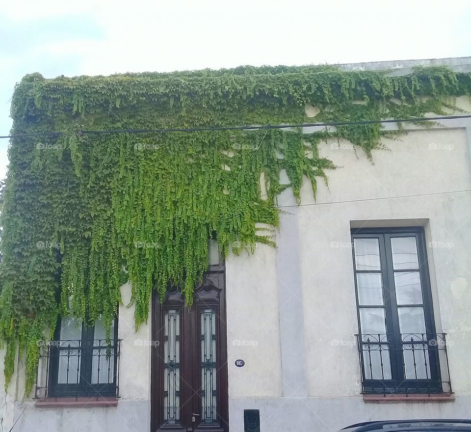 antigua casa con un manto de plantas de un verde brillante cayendo graciosamente sobre la fachada.
