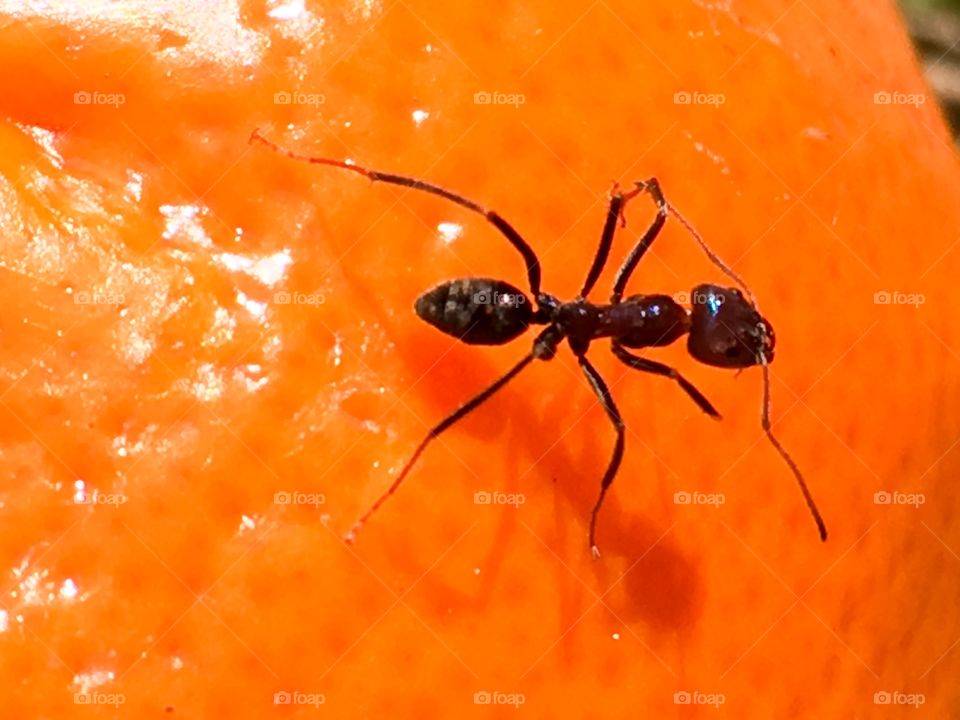 Closeup view of a large worker ant on an orange peel