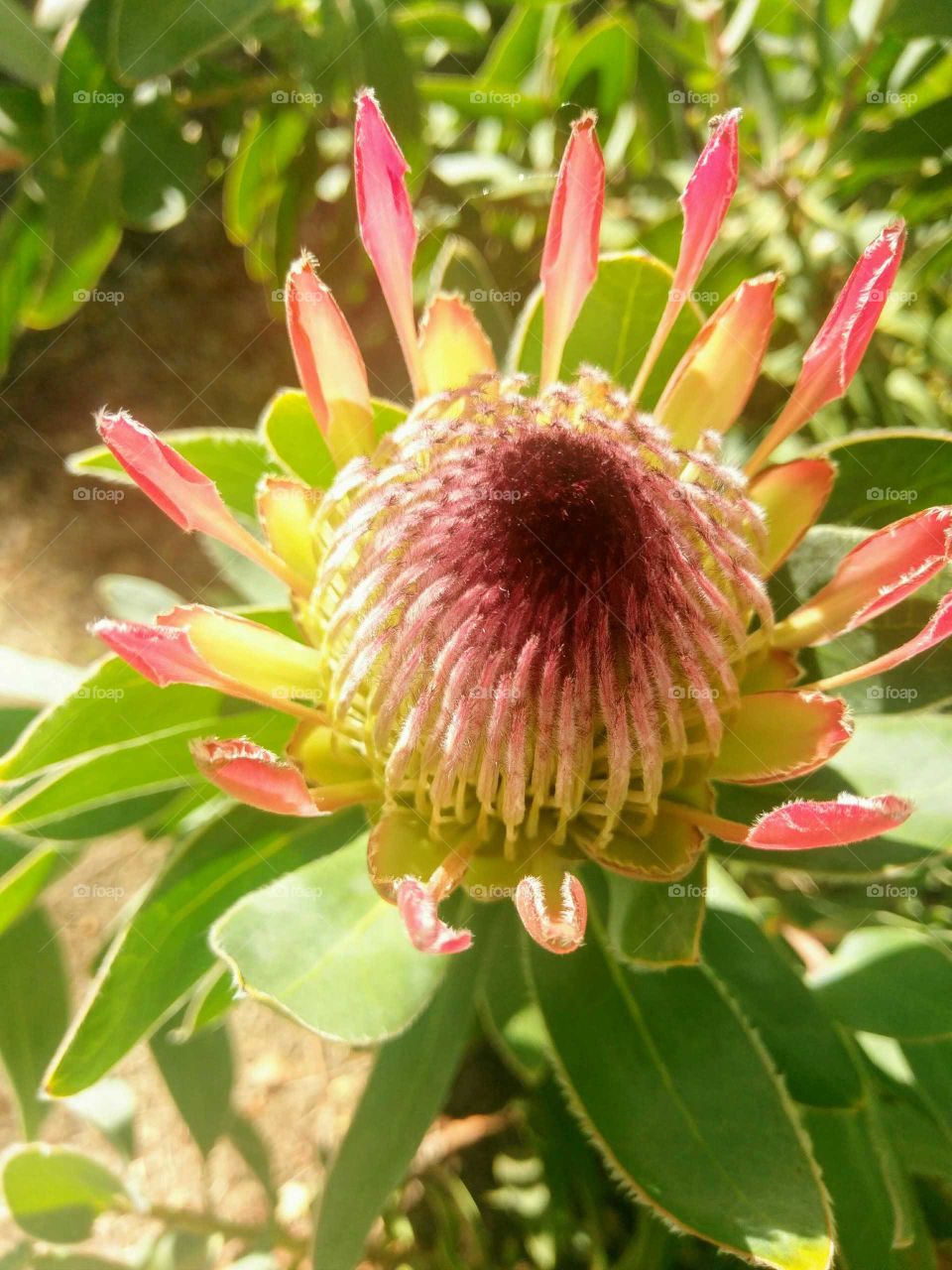 Close-up of King Protea flower