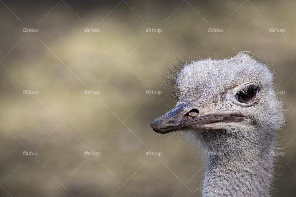 Close up of ostrich head , blurry background - närbild på struts 