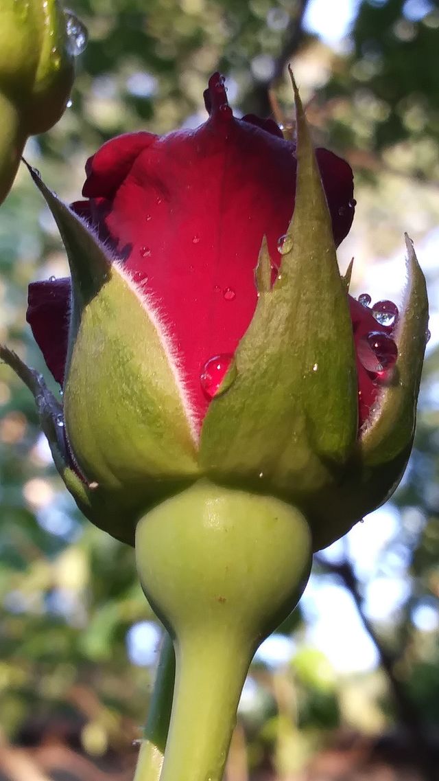 🌹 rose