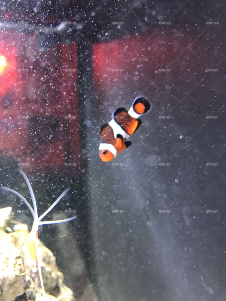 I found Nemo!