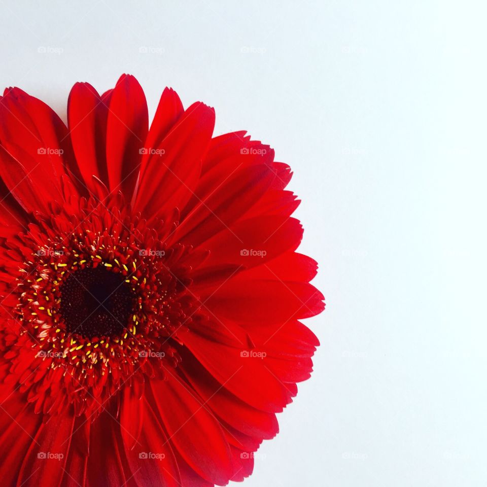 Red Gerbera Bloom on White