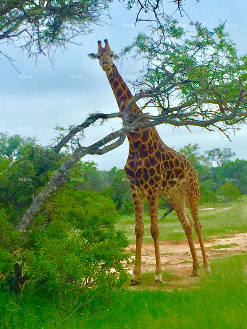 Giraffe