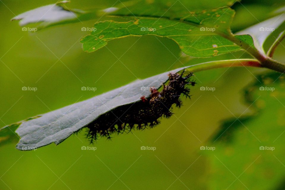 Caterpillar found on Yonah Mountain 
