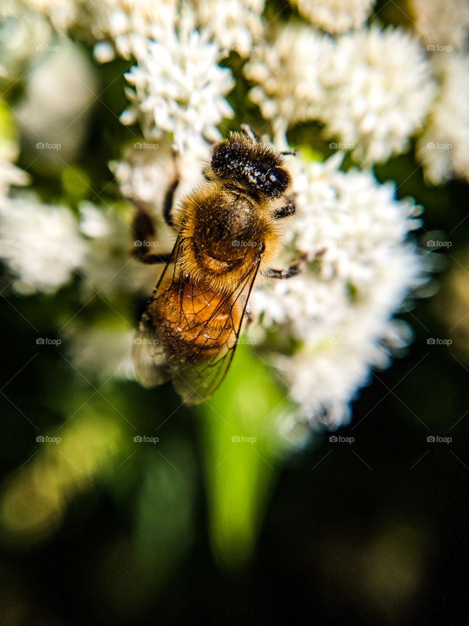 Honeybee Pollinating Flower Macro