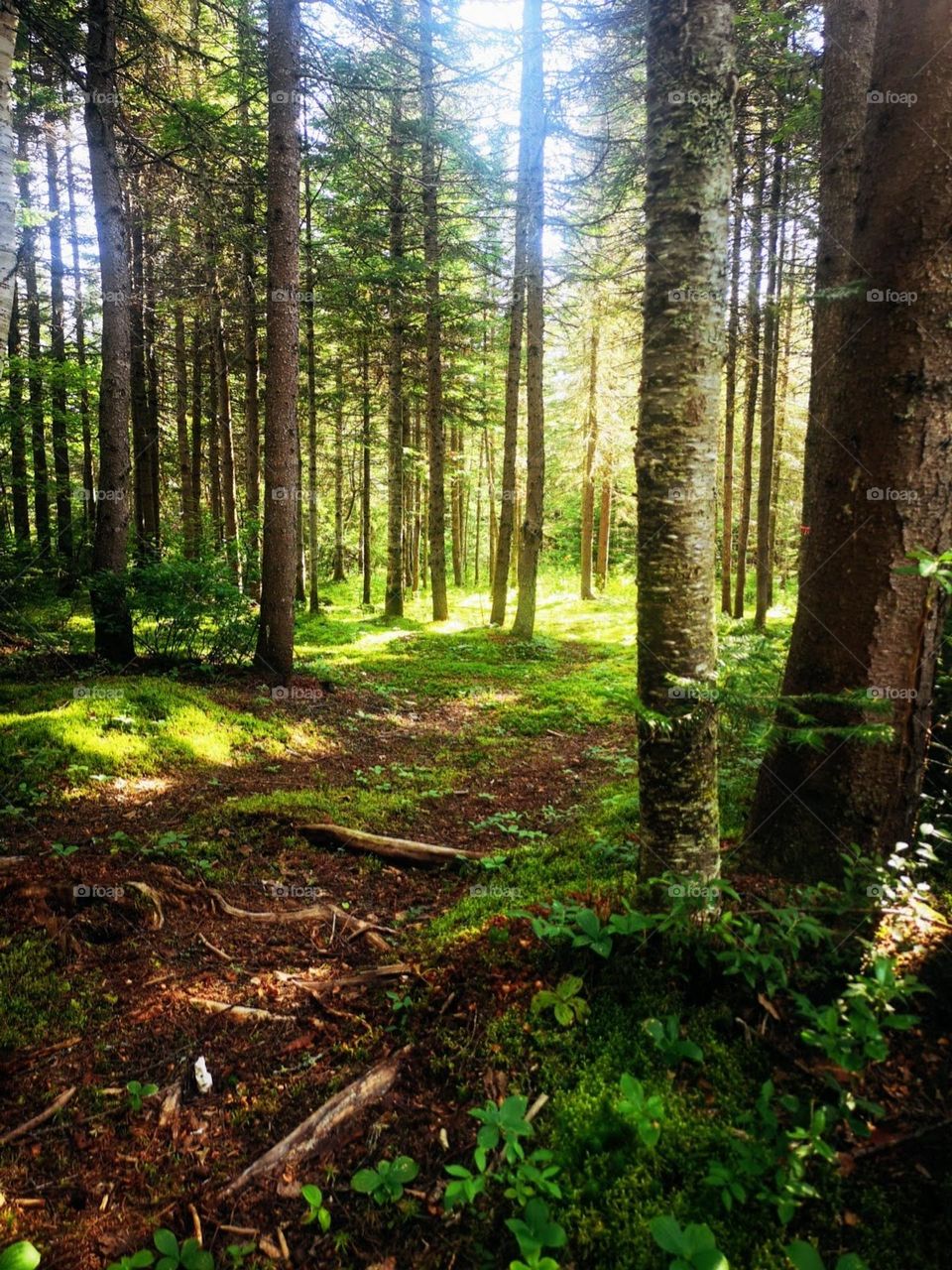 an afternoon walk in the forest