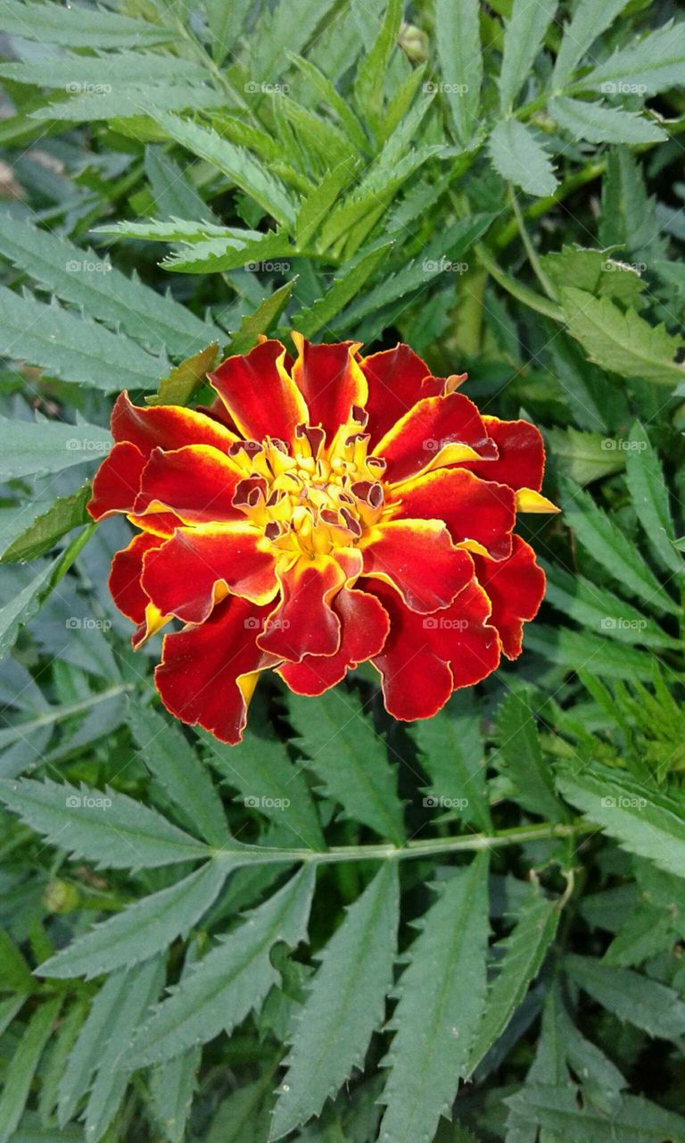 Marigold in Bloom