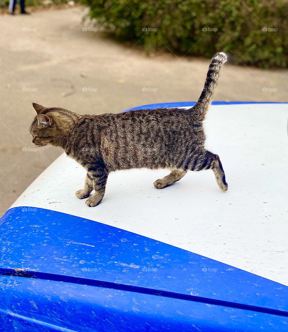 #cat #walking#