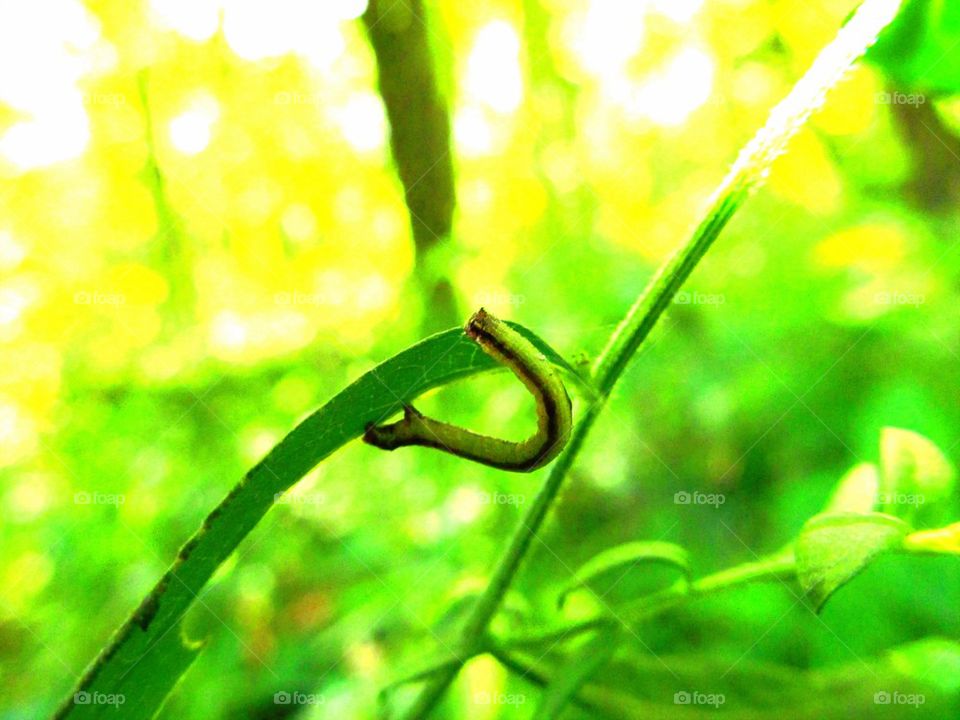 Green black inchworm