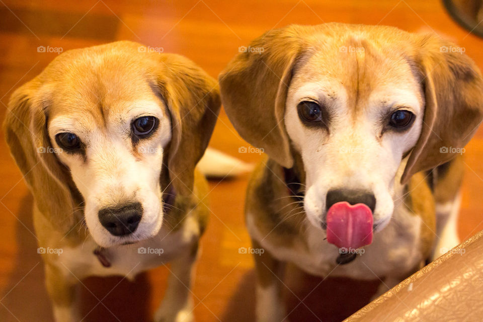 dogs cute animals tongue by optostar