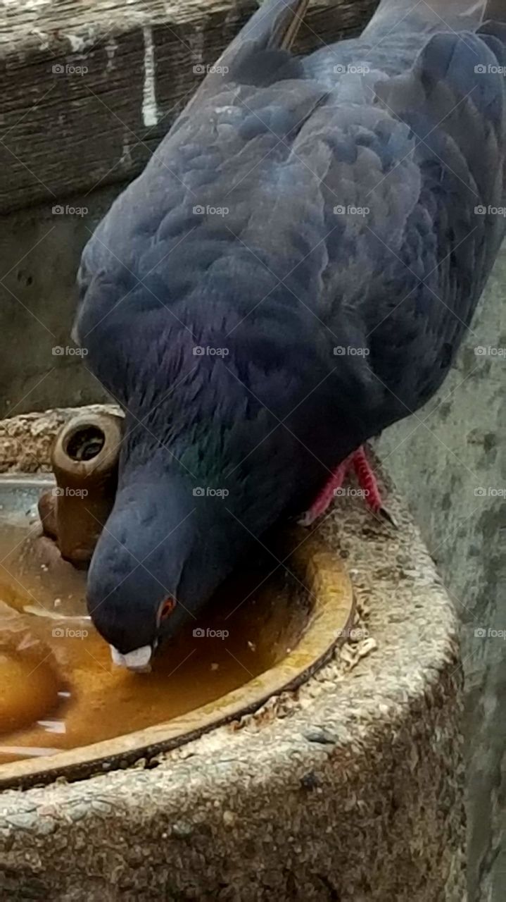 Pigeon drinking out of a drinking fountain