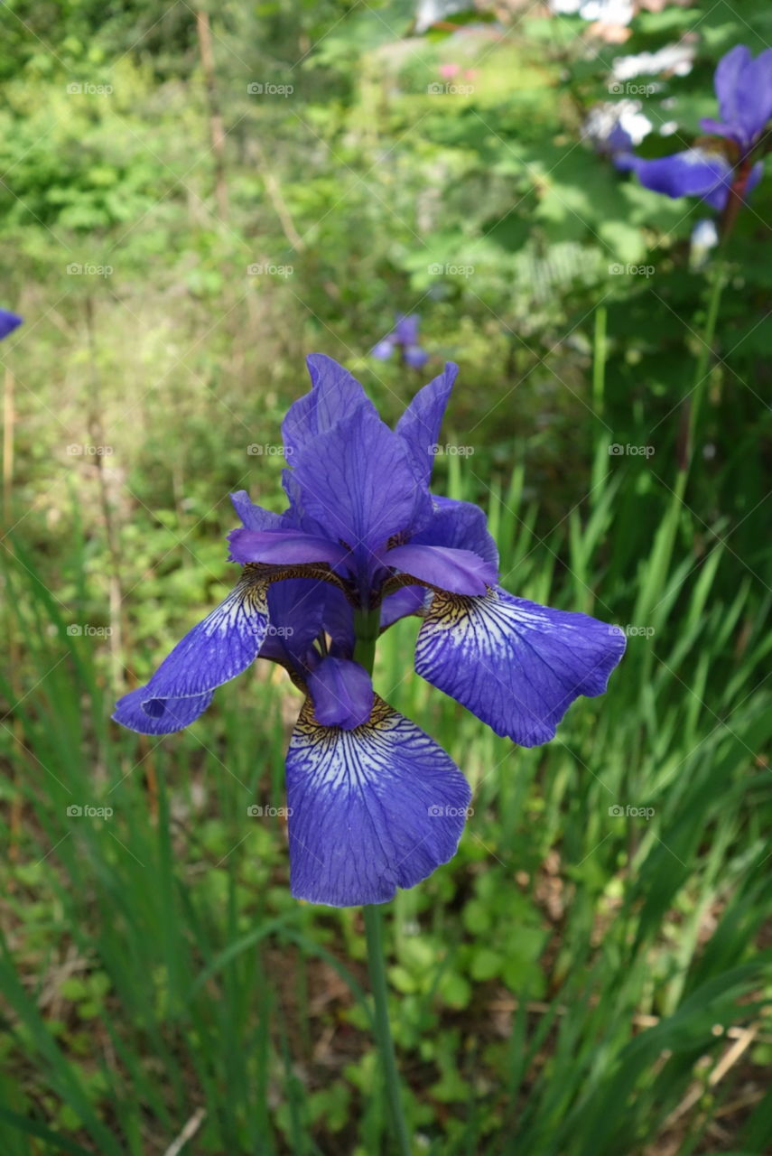 Iris in the garden