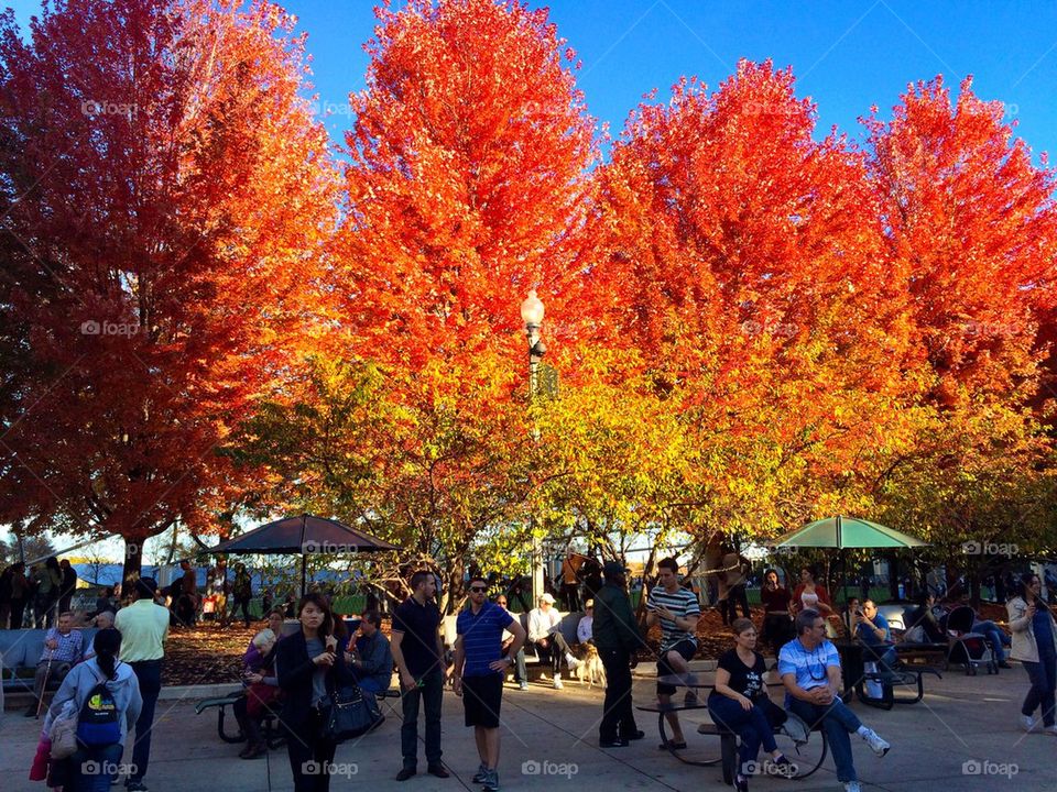 Fall Chicago