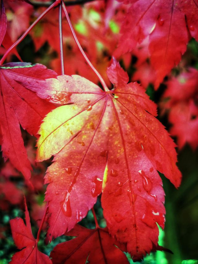 Golden leaves