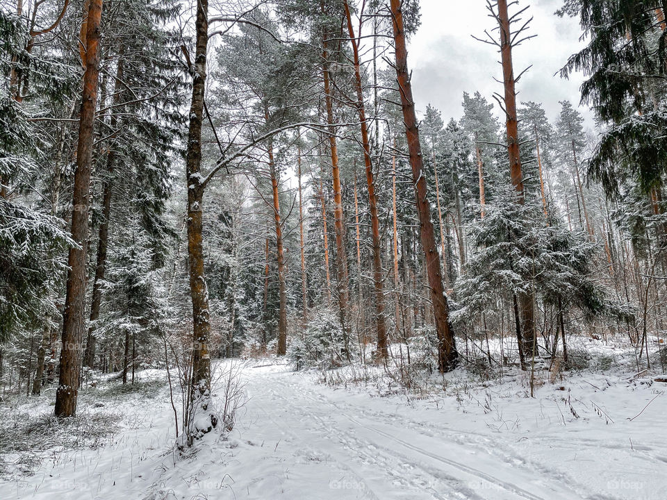 Winter landscape with forest in cloudy December day 