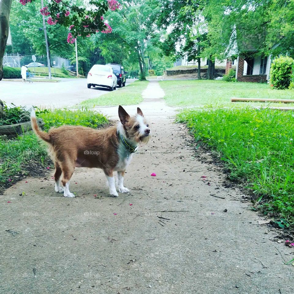 Little dog in the neighborhood