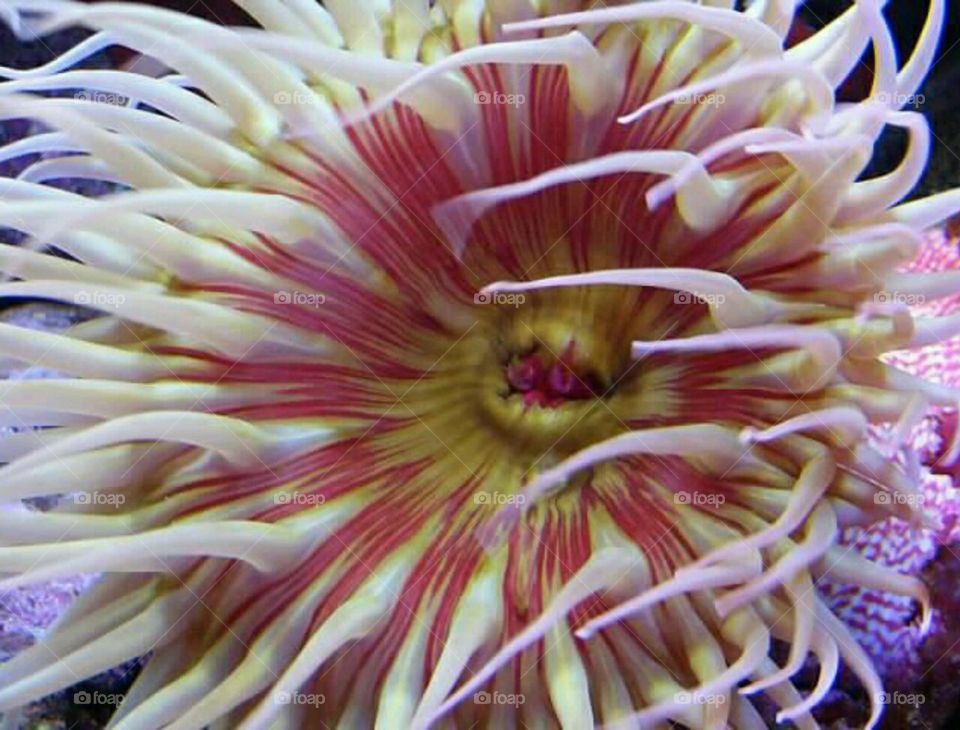 Sea Anemone - Monterey Bay Aquarium, C A, USA