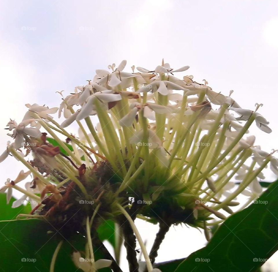 "Flower"..
#Tidore...
#North Maluku....