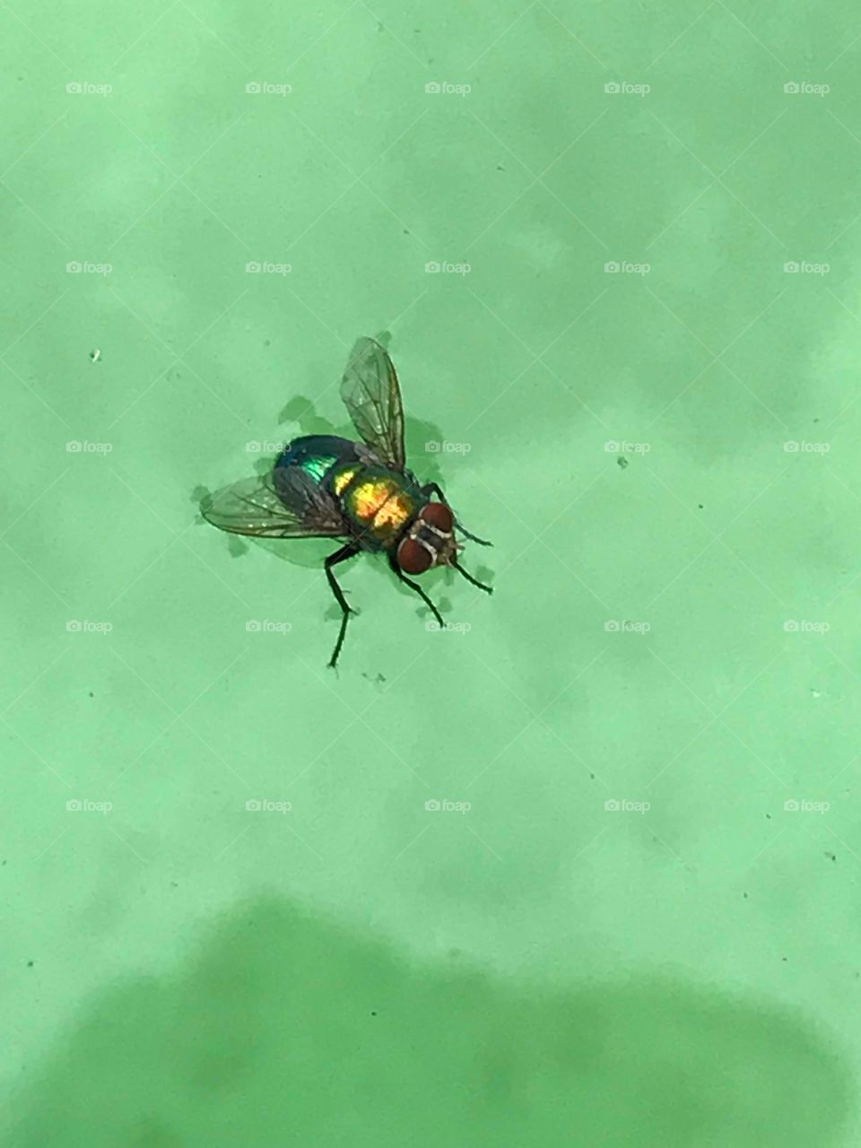 Fly on Green Water