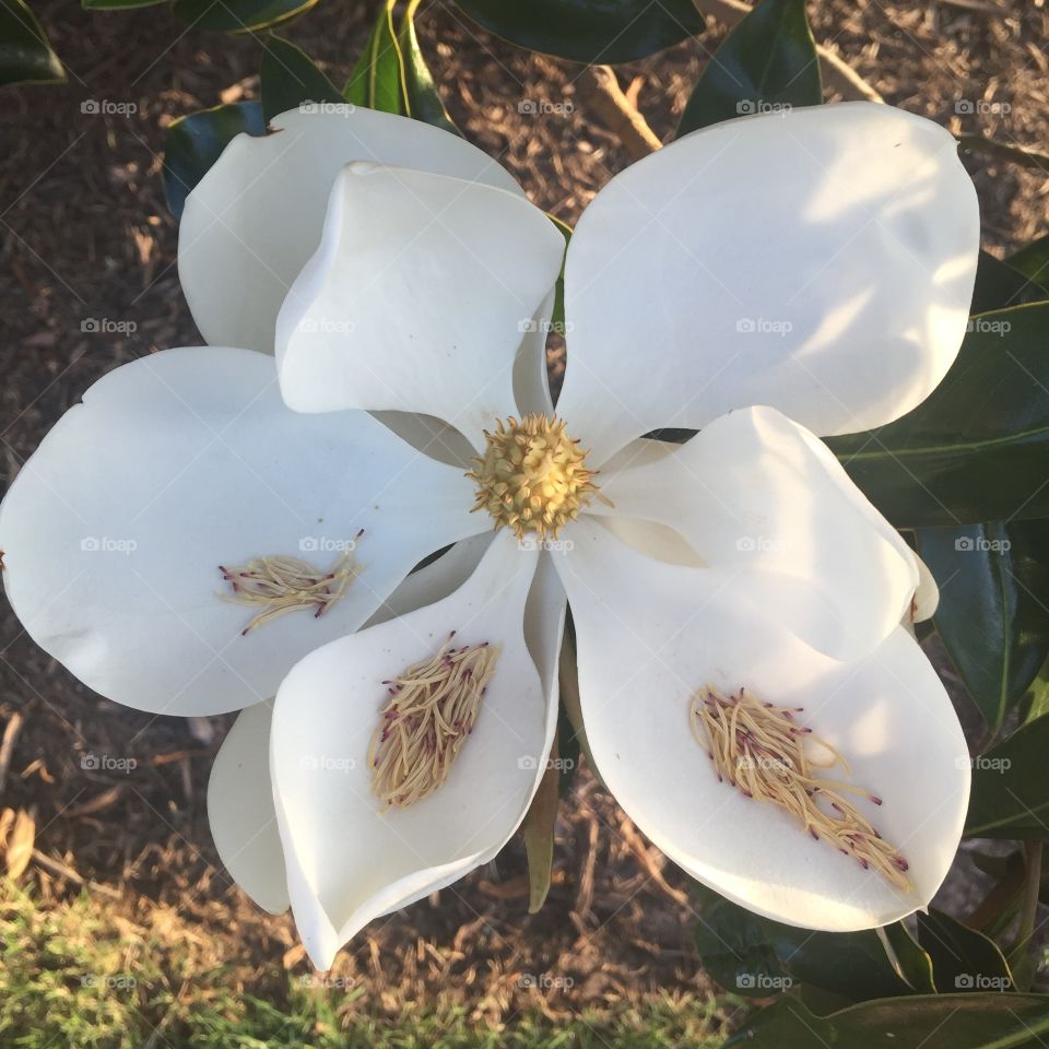 Magnolia 