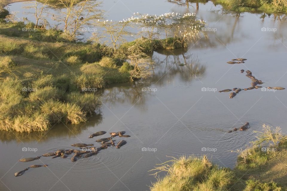 Aerial photo from a hot-air balloon of bathing hippos in Tanzania.