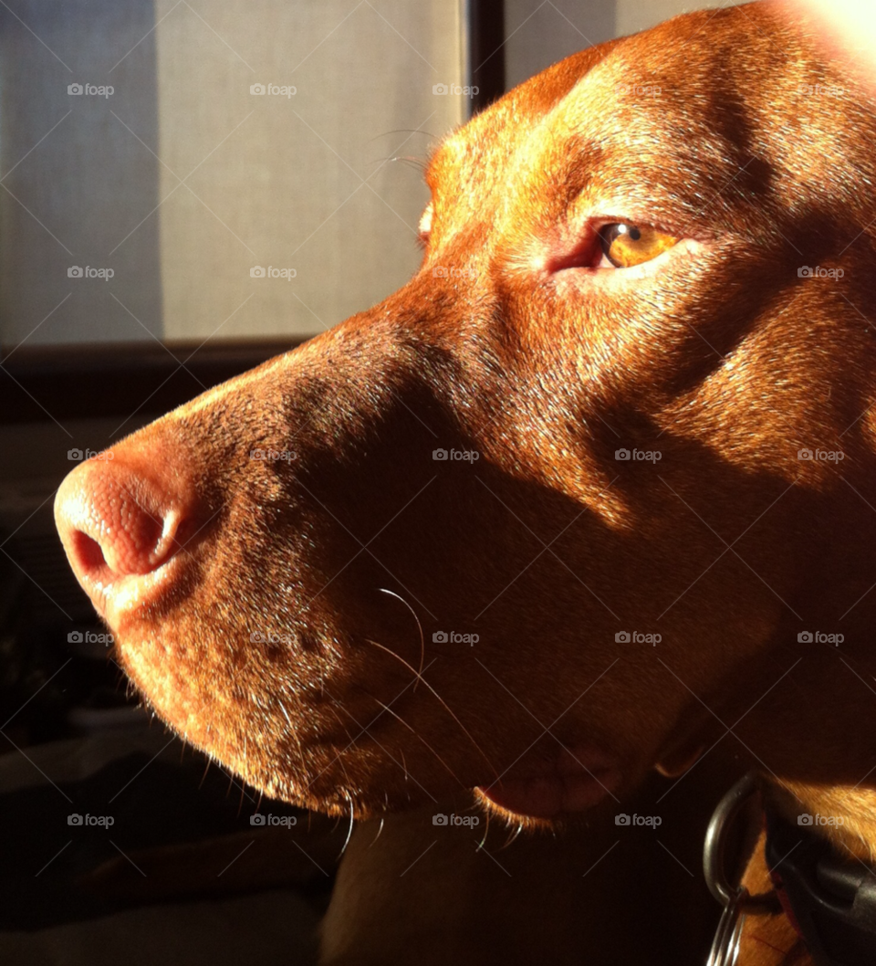 sun dog brown profile by smaddockdesigns