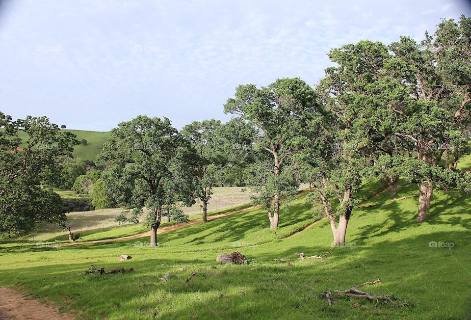 Landscape. Sunny day 