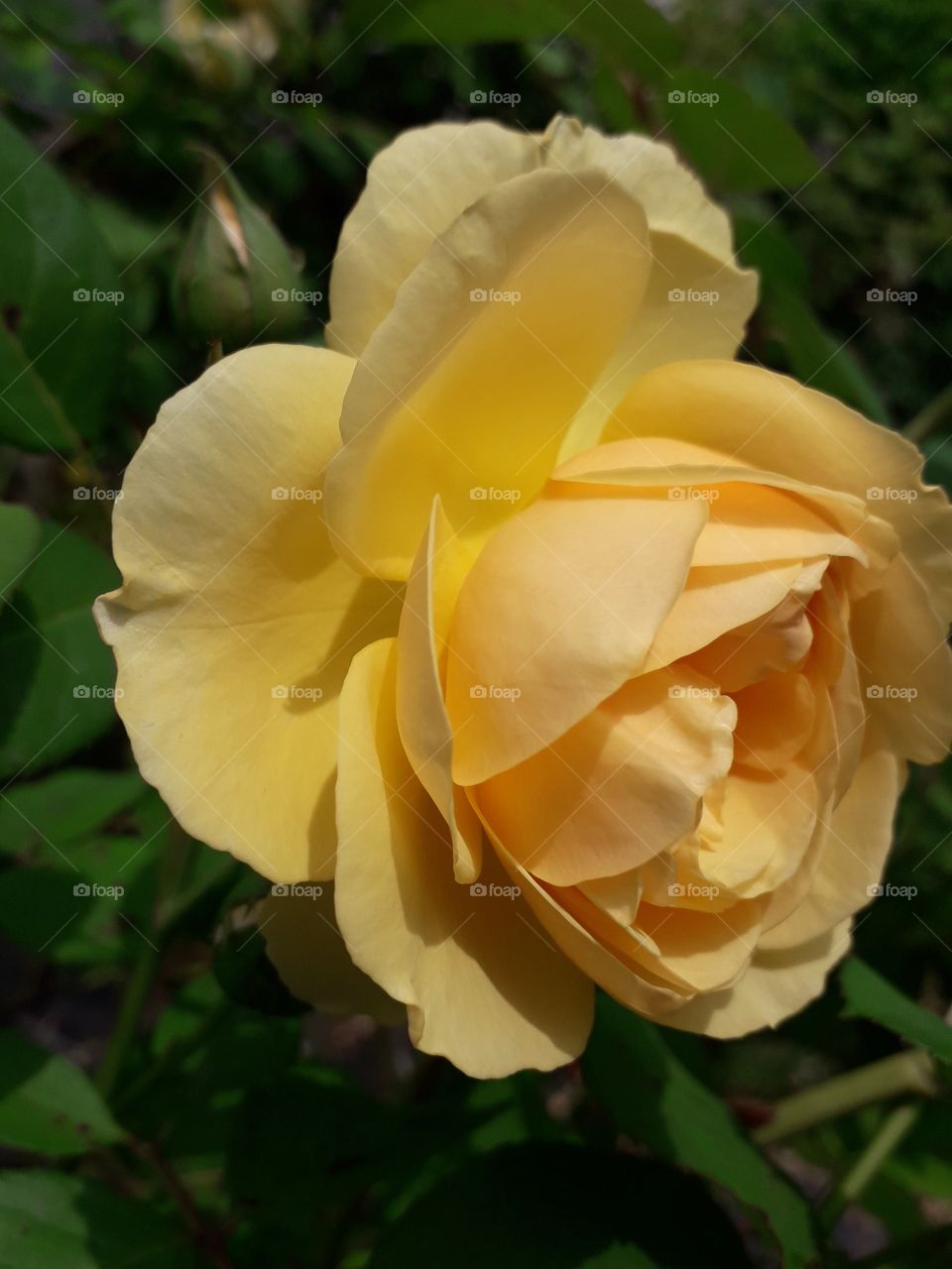 developing golden rose